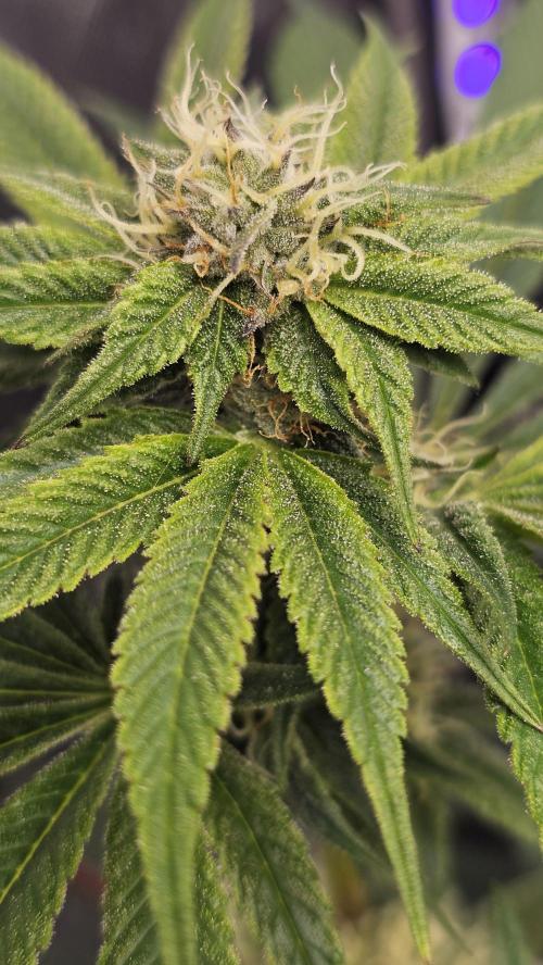 Nuclear Power 1st Solo Run. Week 12