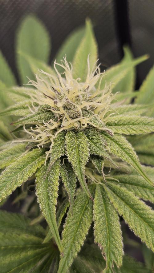 Nuclear Power 1st Solo Run. Week 12