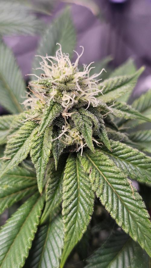 Nuclear Power 1st Solo Run. Week 12