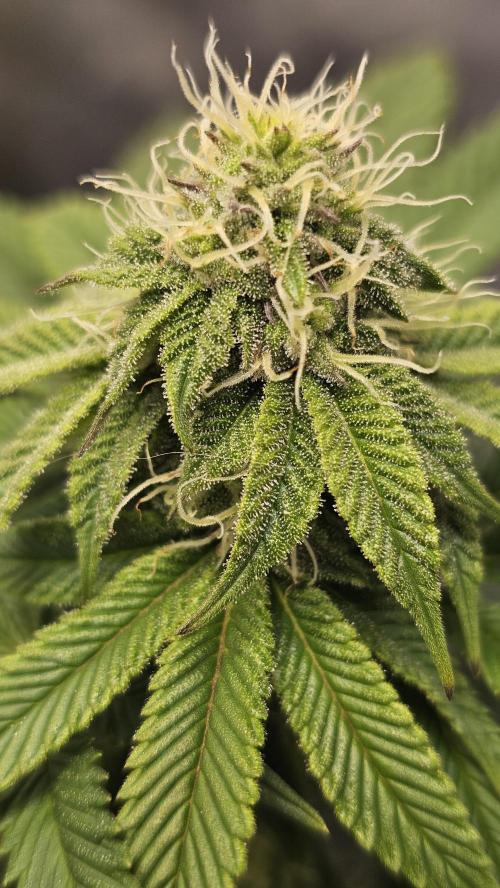 Nuclear Power 1st Solo Run. Week 12
