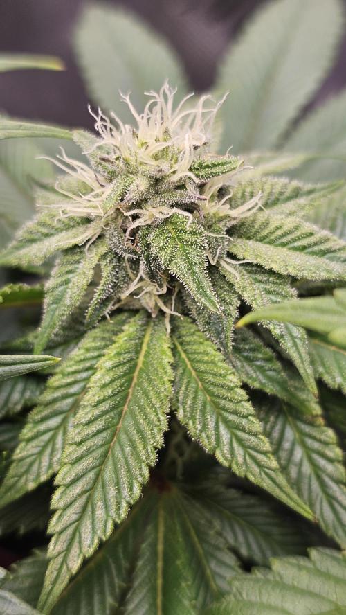Nuclear Power 1st Solo Run. Week 12