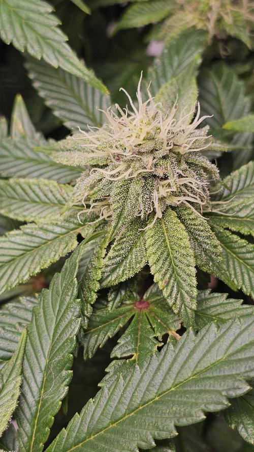 Nuclear Power 1st Solo Run. Week 12