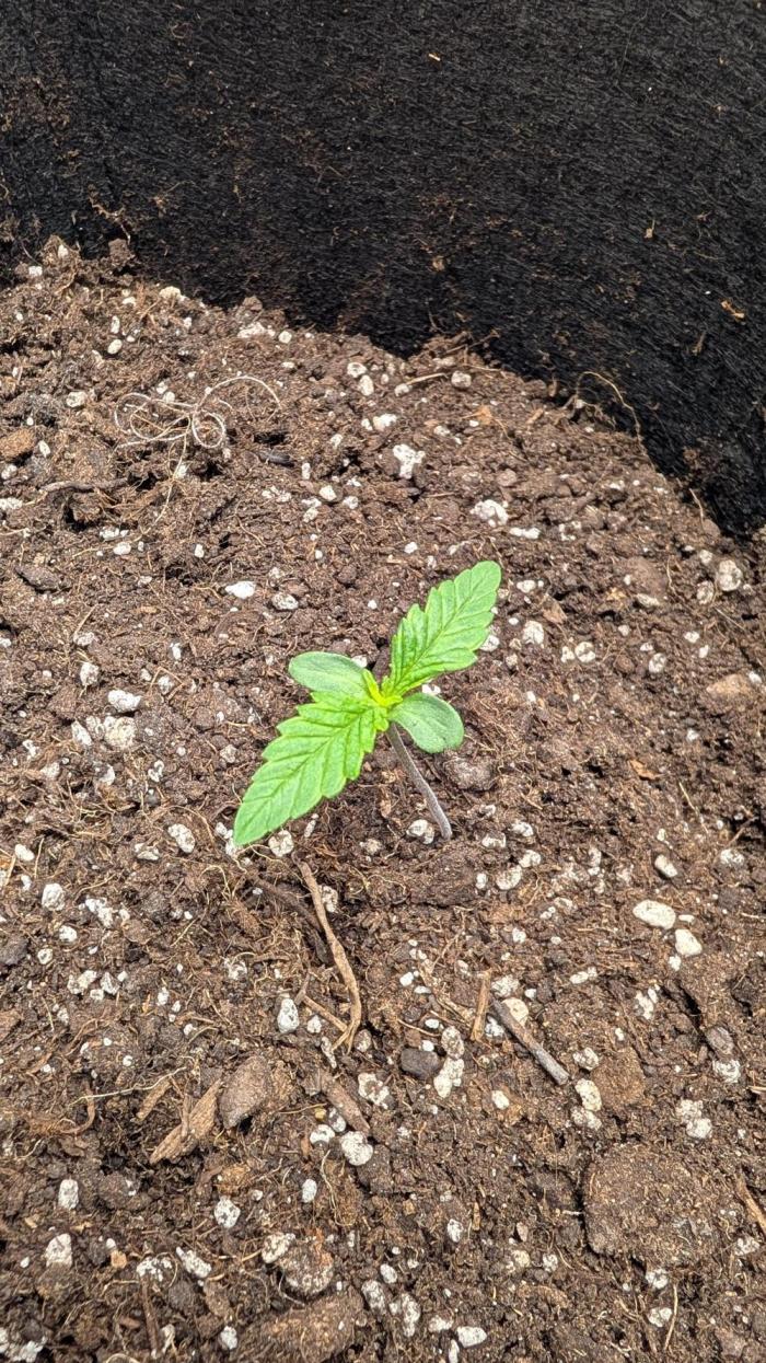 My second grow!. Week 1