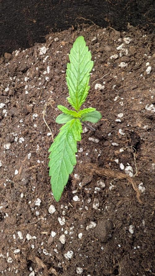 My second grow!. Week 2