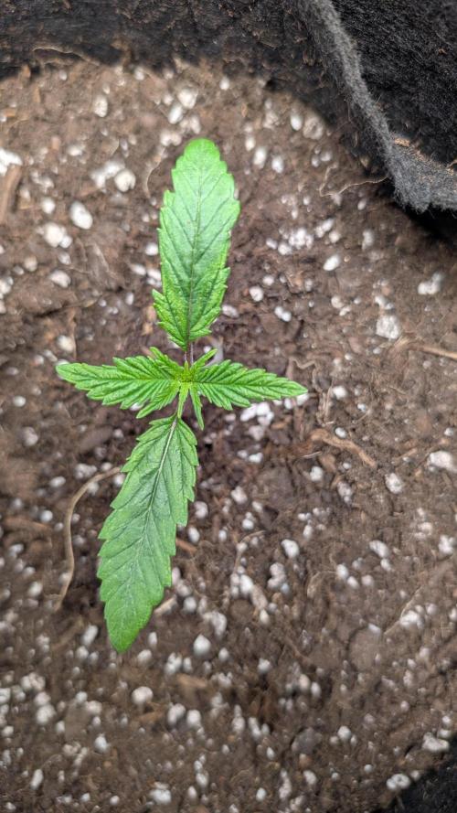 Exodus Cheese. Week 2