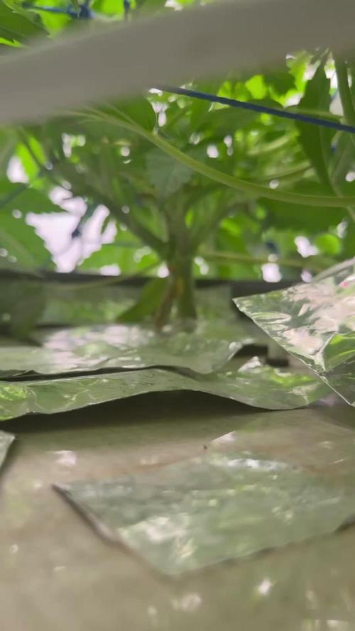 Super boof watergrow
