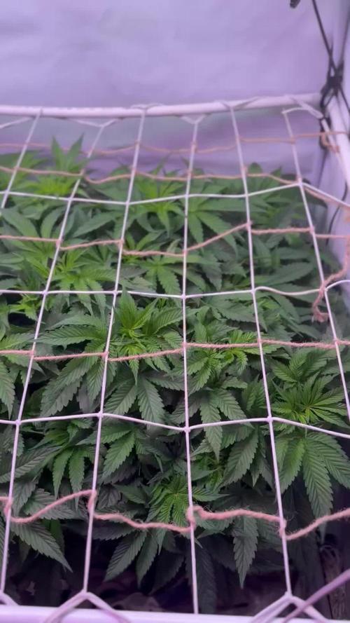 Super boof watergrow
