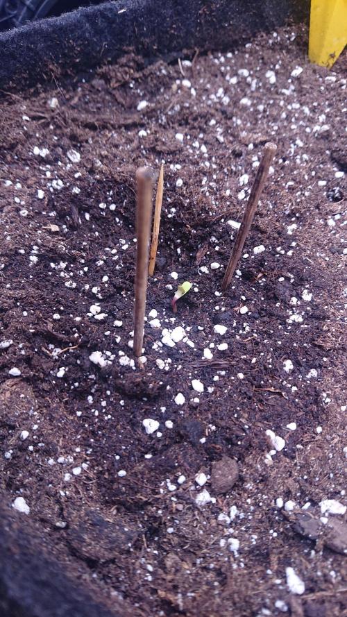 ErdbeerZelt. Week 1 - 1