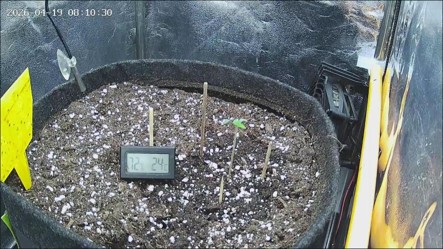 ErdbeerZelt. Week 1 - 4 - 19.Apr