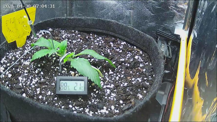 Strawberry Cake Auto. Week 2