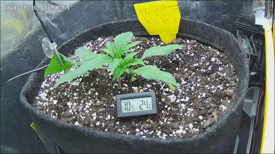 Strawberry Cake Auto. Week 3