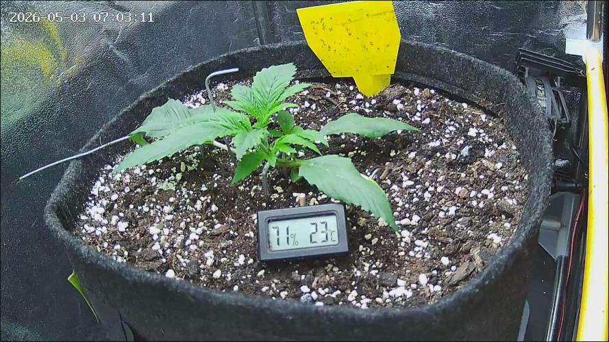 Strawberry Cake Auto. Week 3