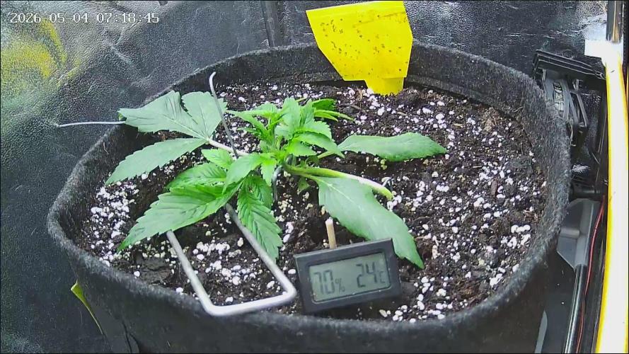 Strawberry Cake Auto. Week 3