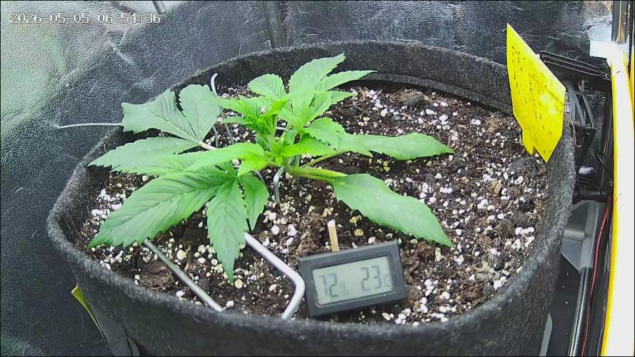 Strawberry Cake Auto. Week 3