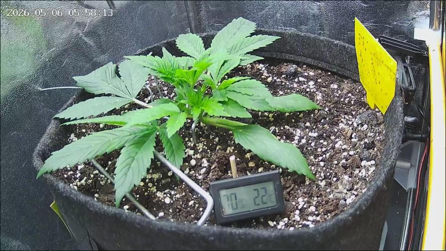 Strawberry Cake Auto. Week 3