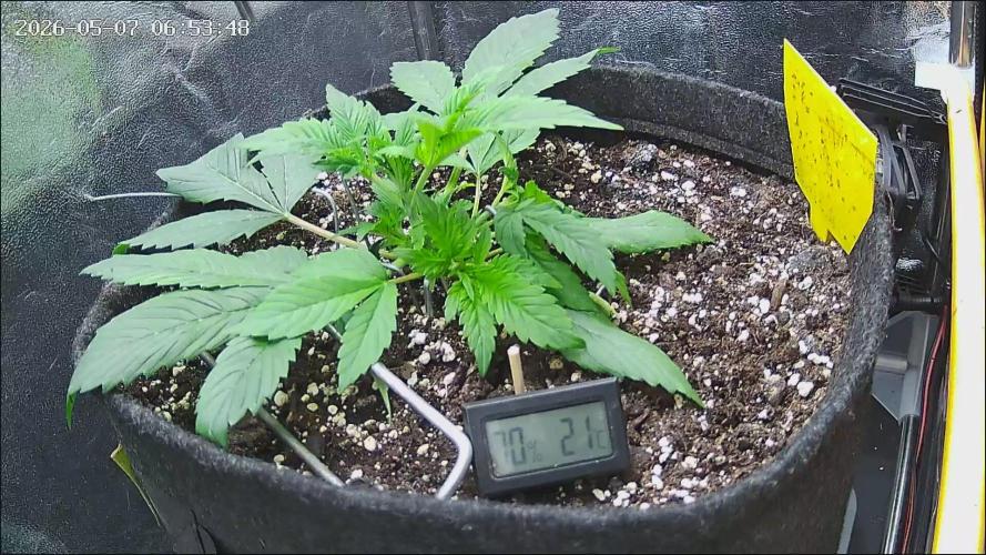 Strawberry Cake Auto. Week 3