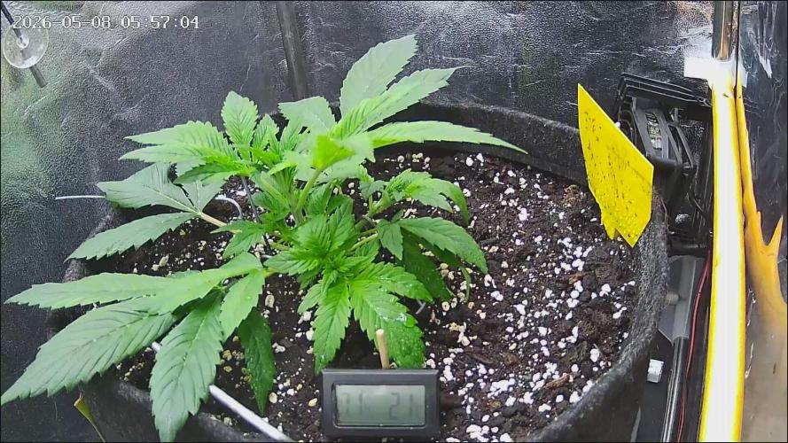 Strawberry Cake Auto. Week 4