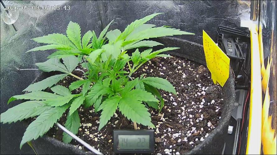 Strawberry Cake Auto. Week 4