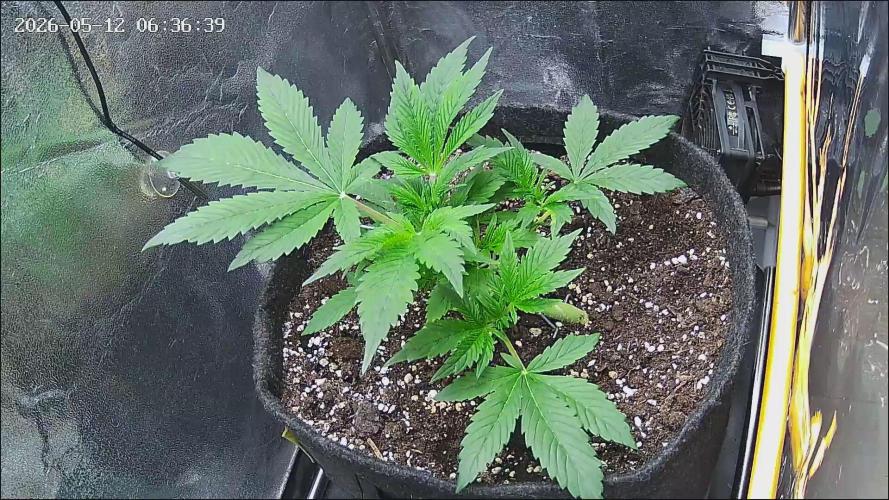 Strawberry Cake Auto. Week 4