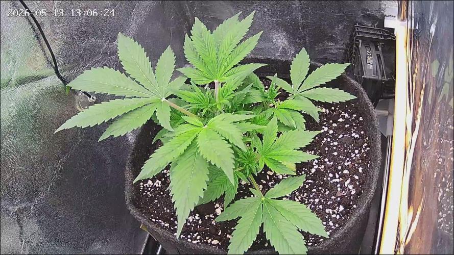 Strawberry Cake Auto. Week 4