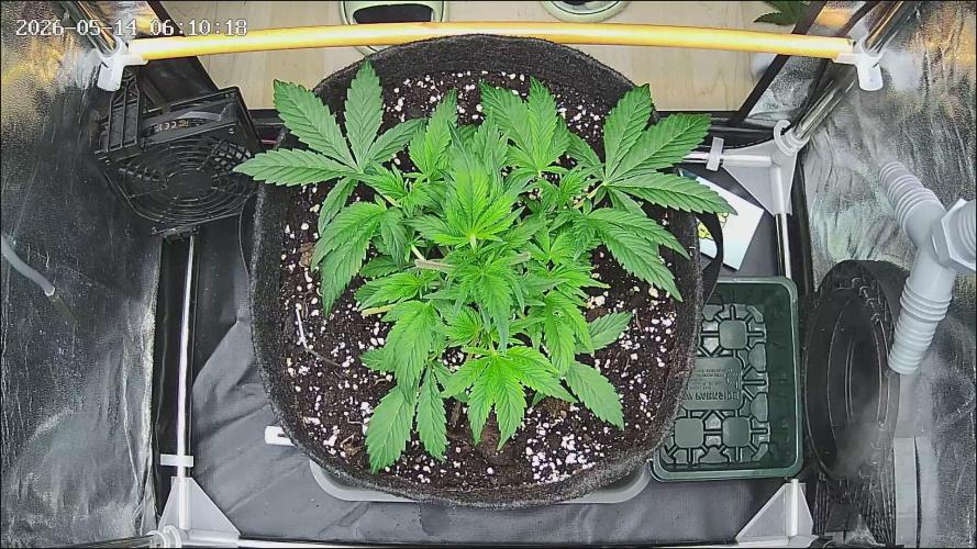 Strawberry Cake Auto. Week 4