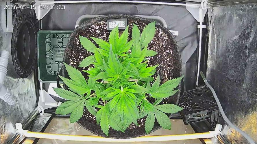Strawberry Cake Auto. Week 5