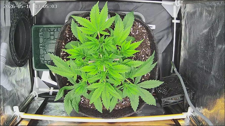 Strawberry Cake Auto. Week 5
