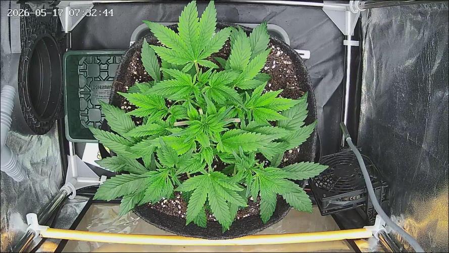 Strawberry Cake Auto. Week 5