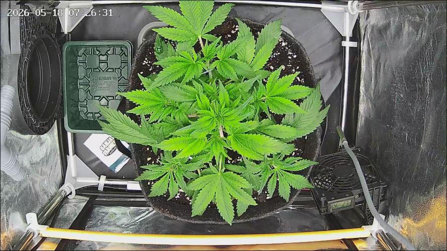 Strawberry Cake Auto. Week 5