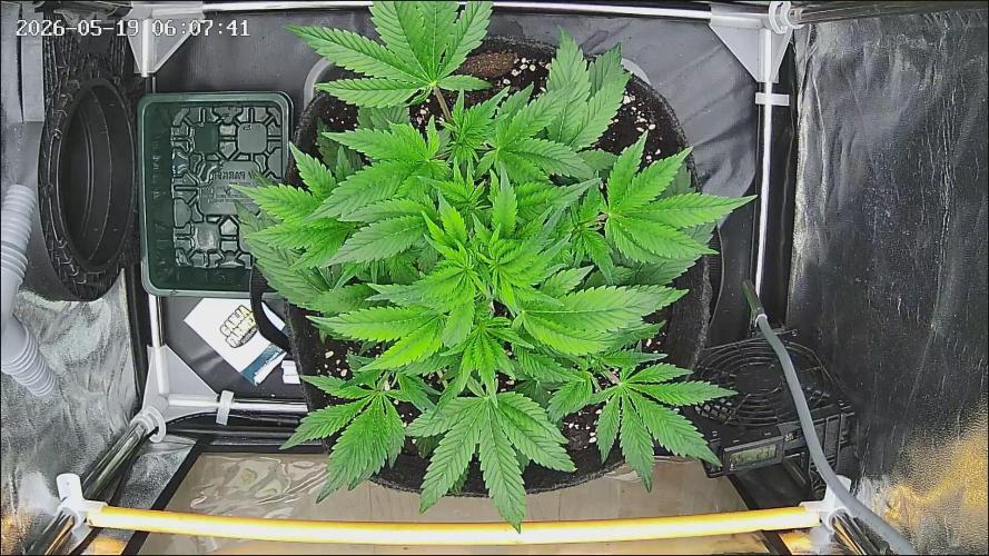 Strawberry Cake Auto. Week 5