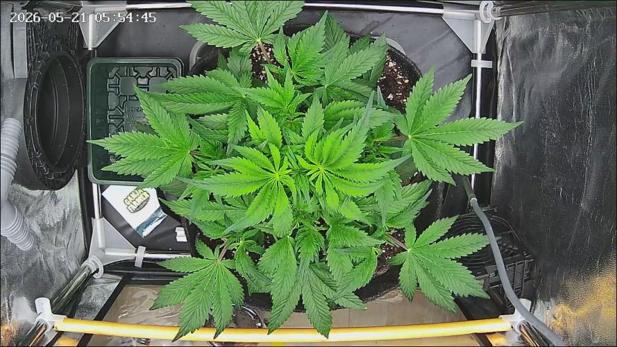 Strawberry Cake Auto. Week 5