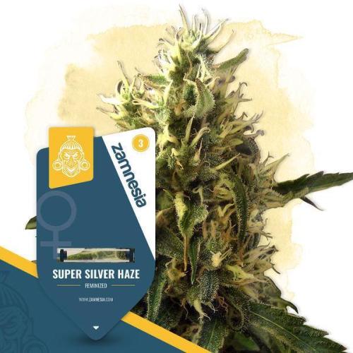Silber Sommer. Week 0 - Super Silver Haze (Zamnesia Seeds) feminisiert
