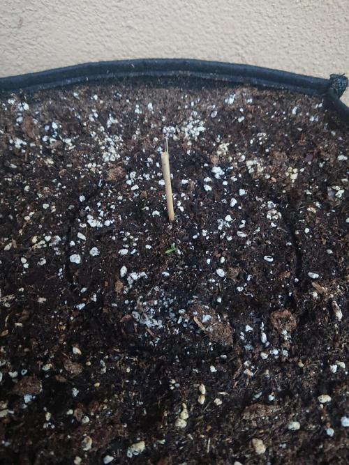 Northern Lights Auto. Week 0
