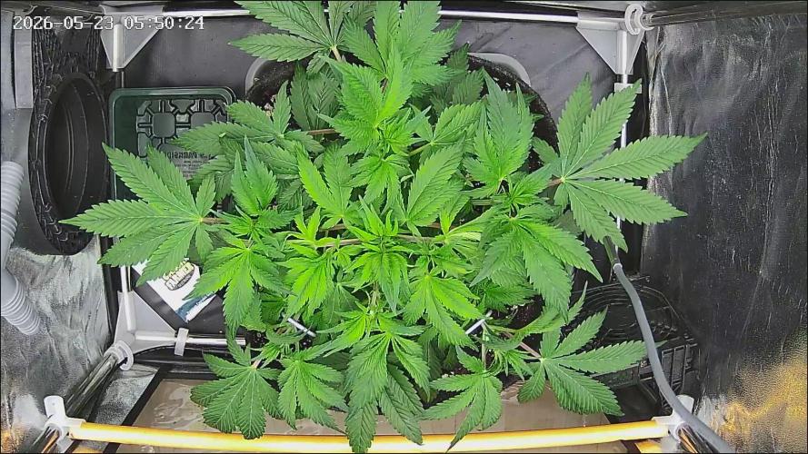 Strawberry Cake Auto. Week 6