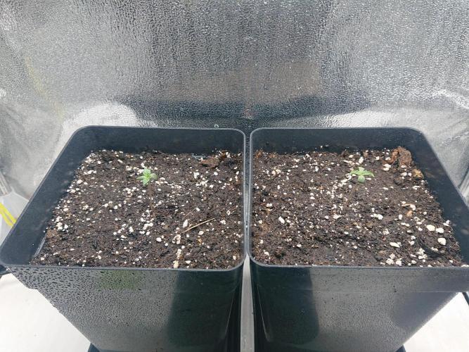 DP60. Week 1