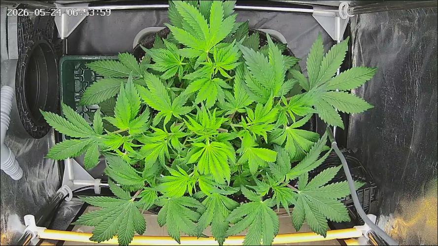 Strawberry Cake Auto. Week 6
