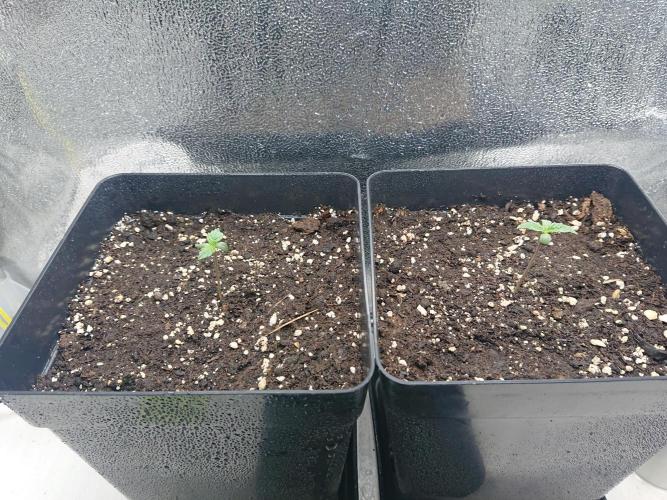 DP60. Week 1
