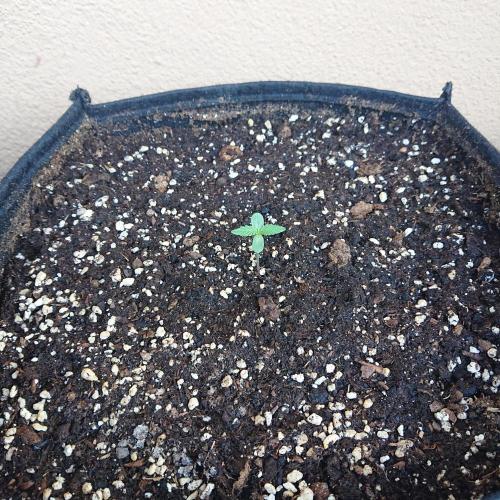 Northern Lights Auto. Week 1