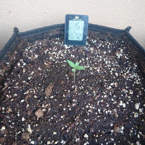 Northern Lights Auto. Week 1