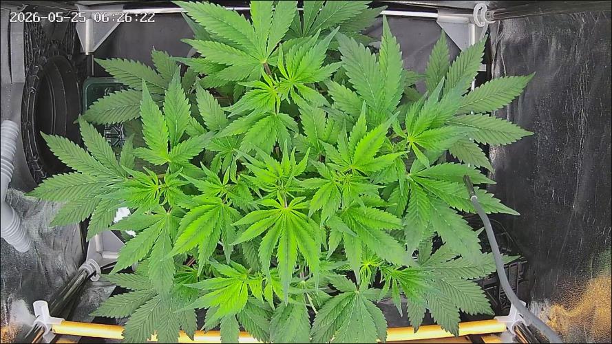Strawberry Cake Auto. Week 6