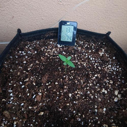 Northern Lights Auto. Week 1