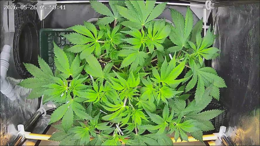 Strawberry Cake Auto. Week 6