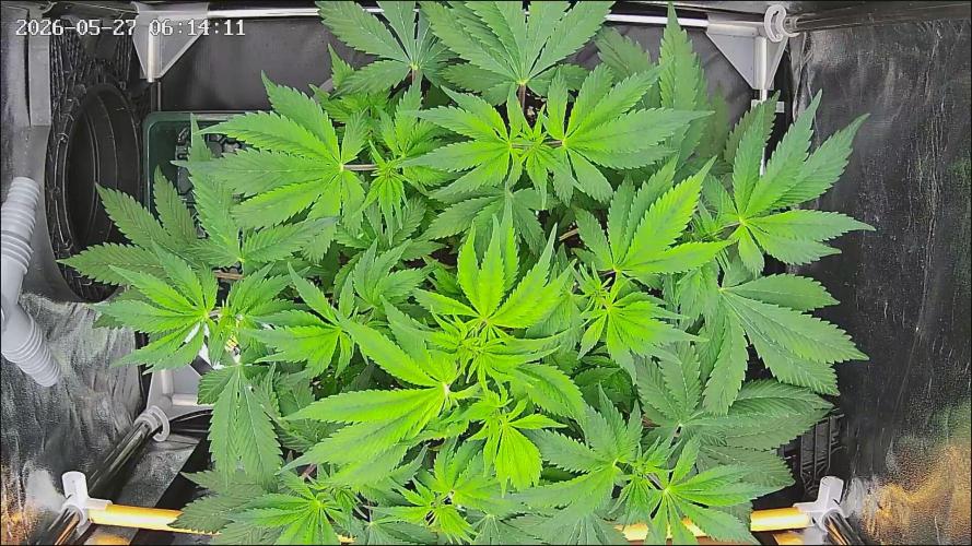 Strawberry Cake Auto. Week 6