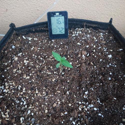 Northern Lights Auto. Week 1