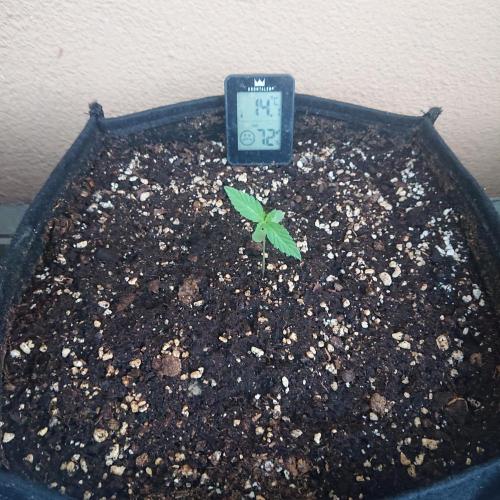 Northern Lights Auto. Week 2