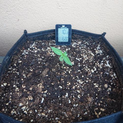 Northern Lights Auto. Week 2
