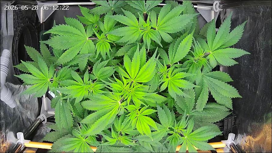 Strawberry Cake Auto. Week 7
