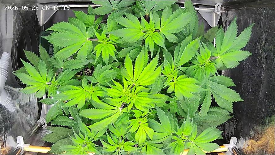 Strawberry Cake Auto. Week 7