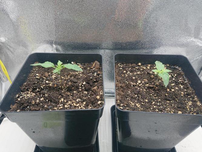 DP60. Week 2