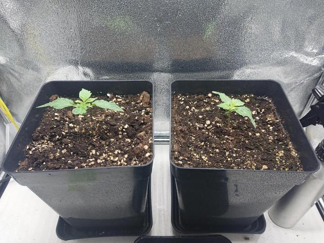 DP60. Week 2
